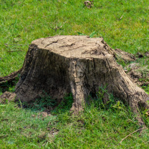 tree stump removal