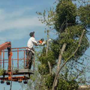 leave tree removal to professionals